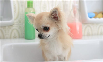 آیا صابون ظرف برای سگ ها بی خطر است؟